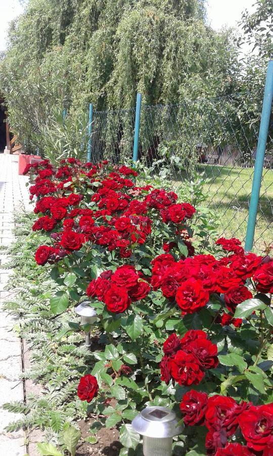 Apartman Andelina Vrnjačka Banja מראה חיצוני תמונה